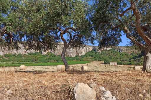 fare la raccolta delle olive in sicilia - sicilia delle meraviglie itinerario 2