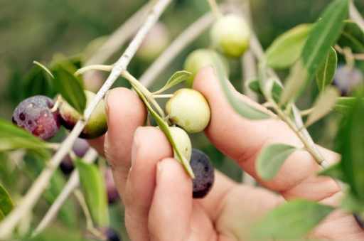 fare la raccolta delle olive in sicilia - sicilia delle meraviglie itinerario 3