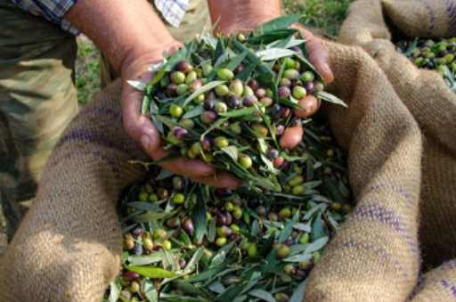 fare la raccolta delle olive in sicilia - sicilia delle meraviglie itinerario 5
